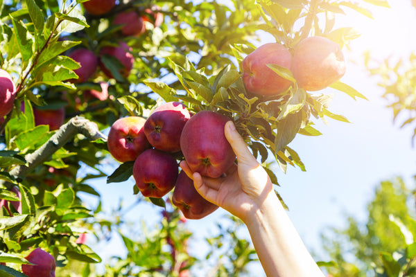 Video: Tips to Get More Fruit from Your Fruit Trees