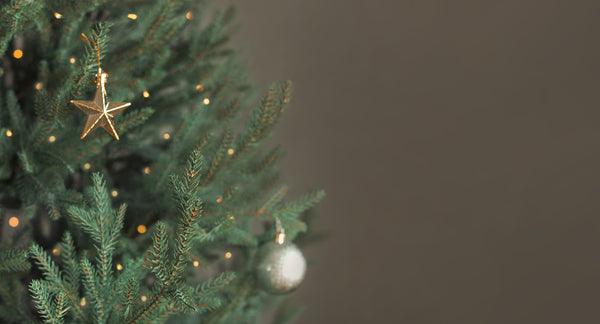 Best Living Christmas Trees