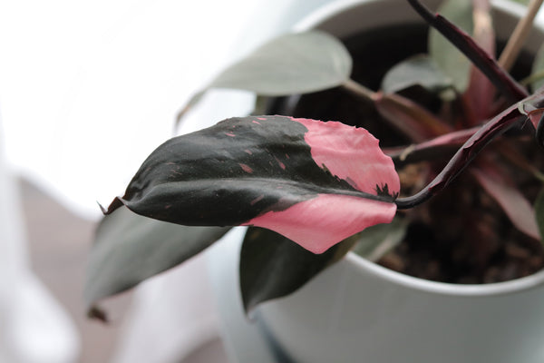 Pink Princess Philodendron: Care Guide