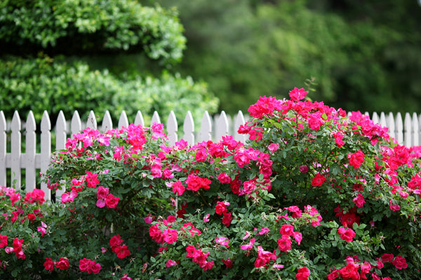 Video: How to Plant and Care for Knock Out® Roses