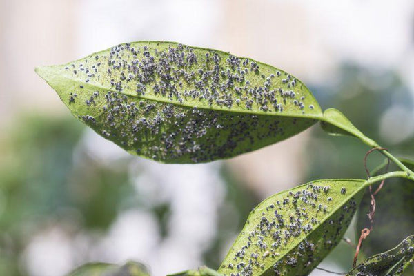 Plant Diseases: Top 3 Tips to Reduce and Prevent Garden Pests