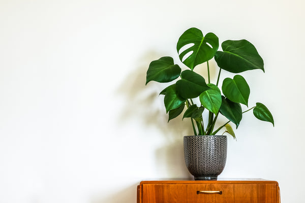 Video: The Ultimate House Plants - Fiddle Leaf Fig & Monstera Deliciosa