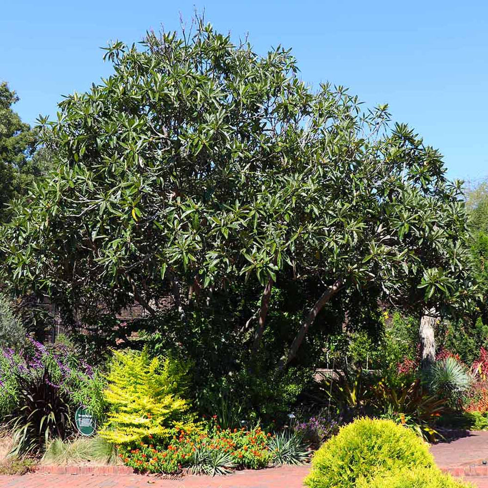Loquat 'Japanese Plum' Tree