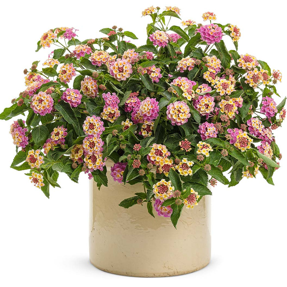 Proven Winners® Luscious® Pinkberry Blend™ Lantana