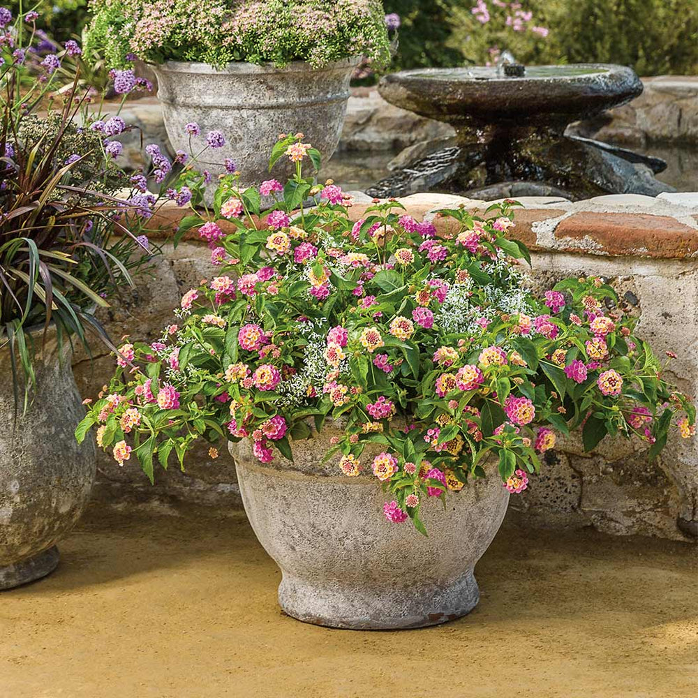 Proven Winners® Luscious® Pinkberry Blend™ Lantana