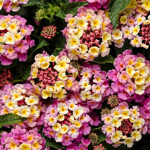 Proven Winners® Luscious® Pinkberry Blend™ Lantana