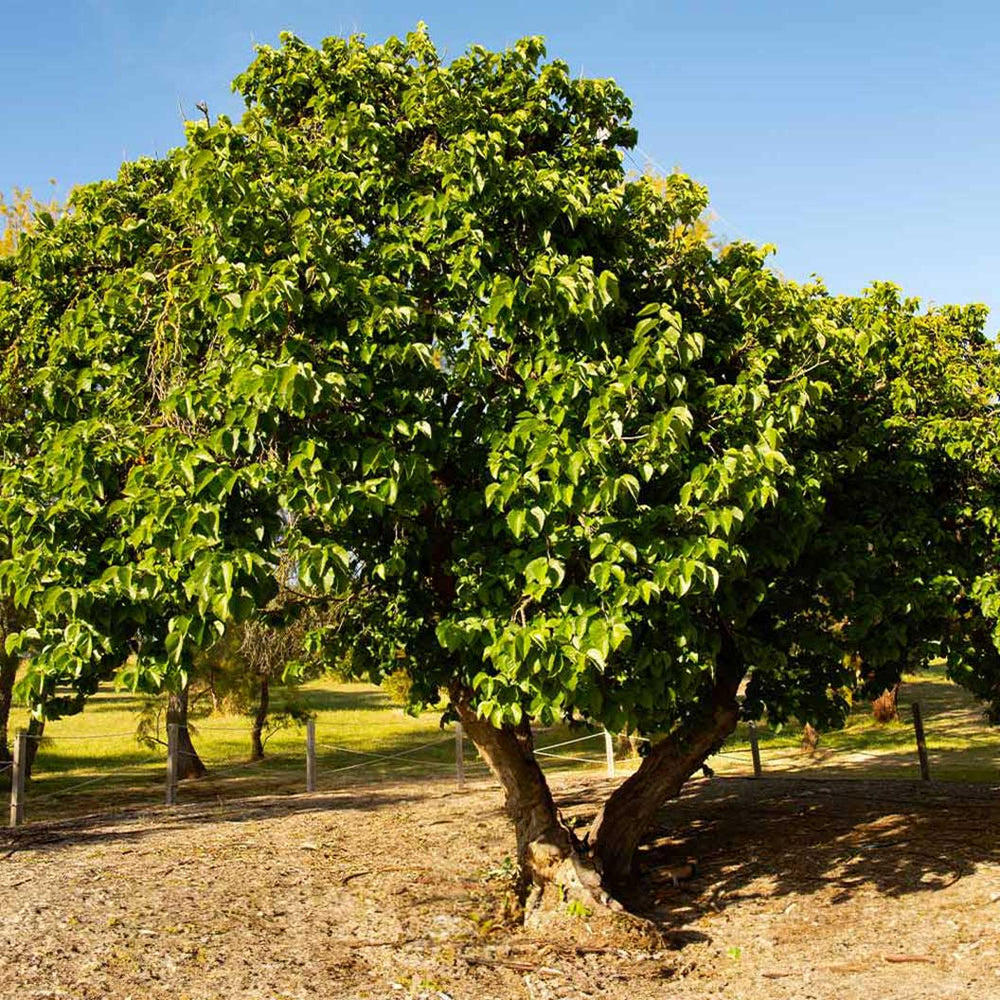 Everbearing Mulberry Bush