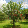 North Star Cherry