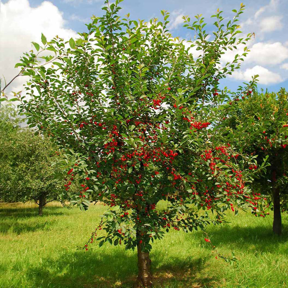 North Star Cherry