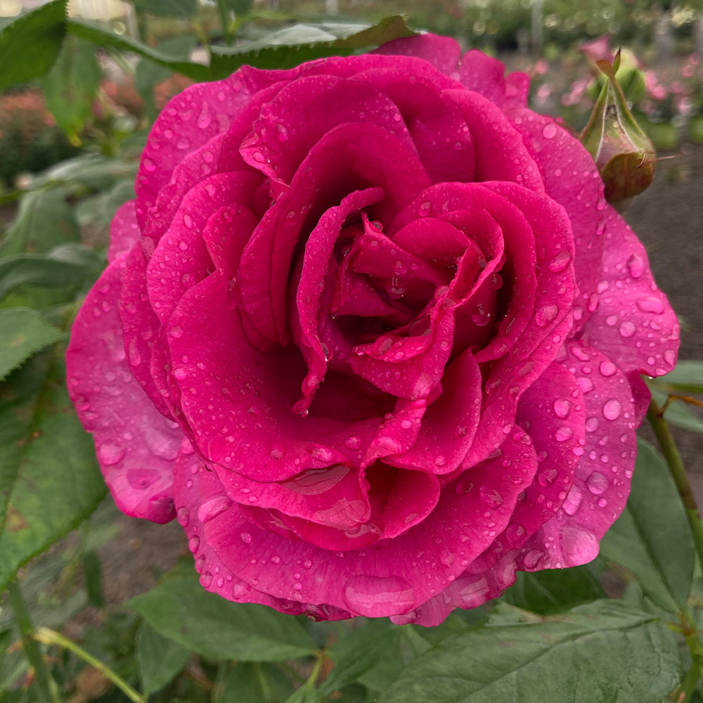 Perfume Factory™ Hybrid Tea Rose Bush