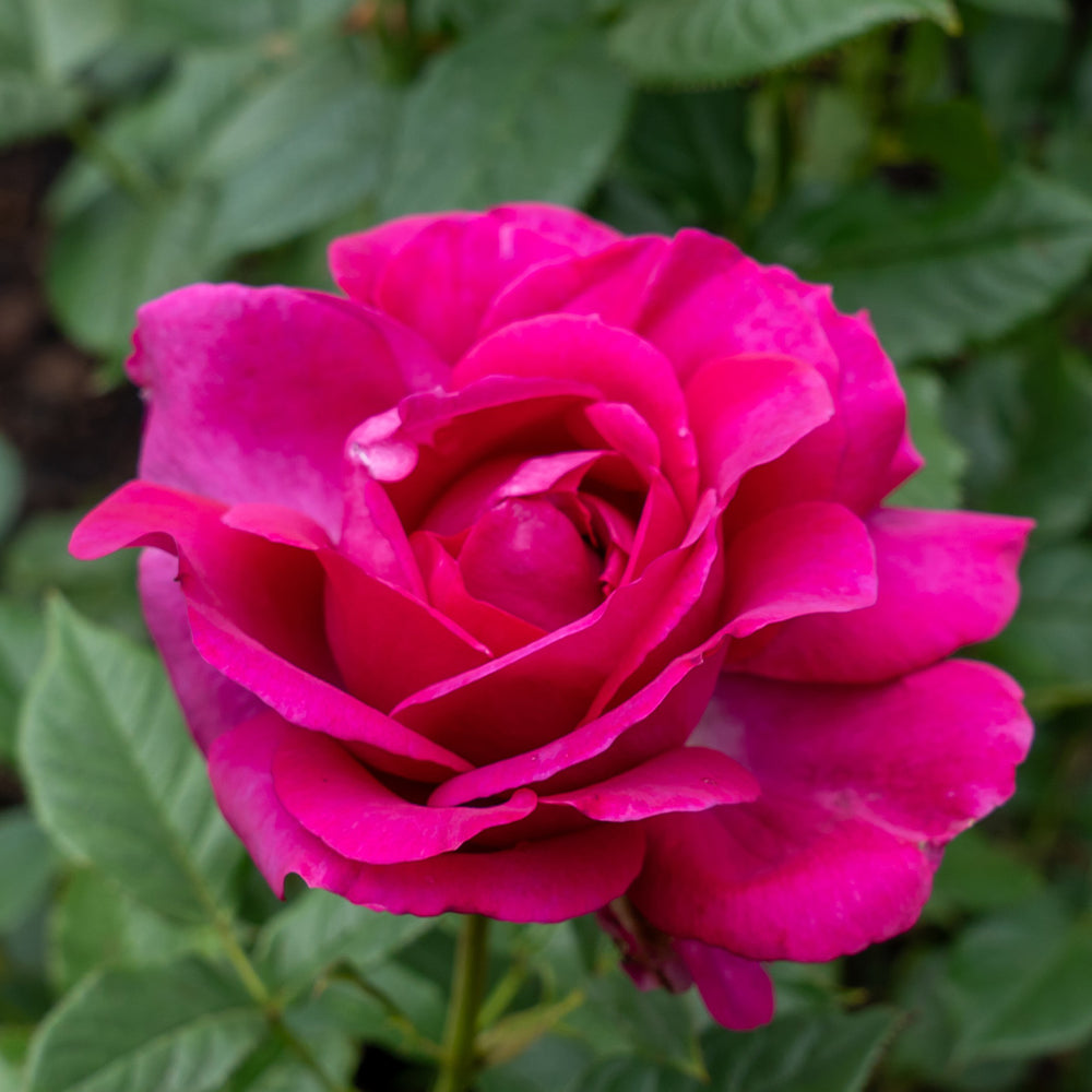 Perfume Factory™ Hybrid Tea Rose Bush