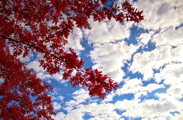 Maple Trees: What are the Benefits?