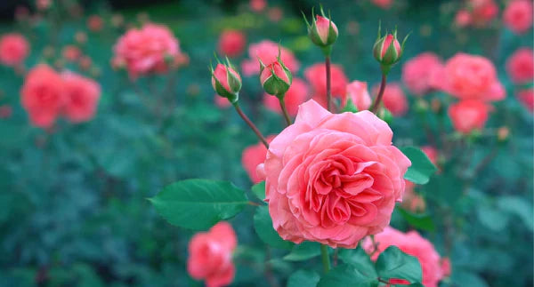 Plant Care 101: Double Knock Out Roses