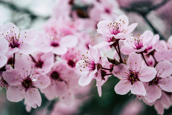 Flowering Cherries: Everything You Ever Wanted to Know