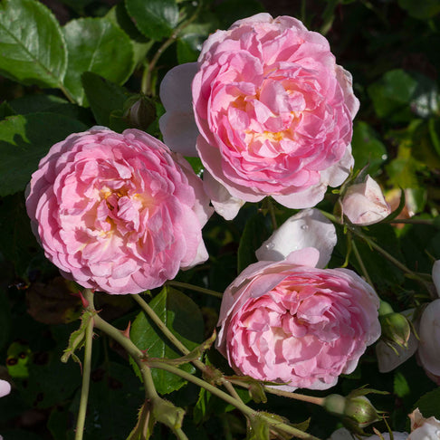 Bloomables® Romantica® Ball Gown Rose