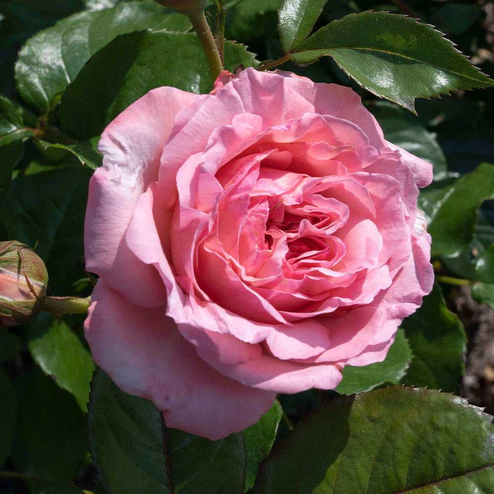 Bloomables® Romantica® Ball Gown Rose