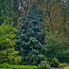 Screen Play Holly Shrub