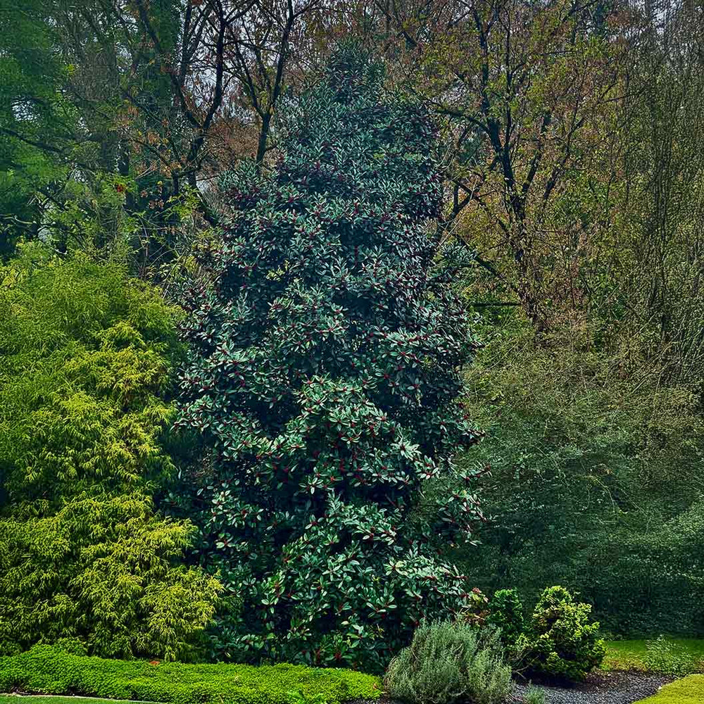 Screen Play Holly Shrub