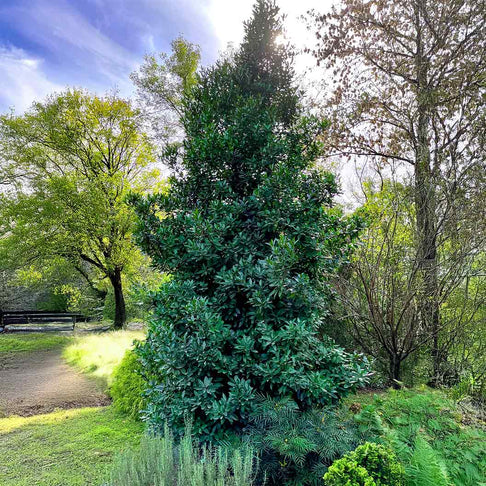 Screen Play Holly Shrub