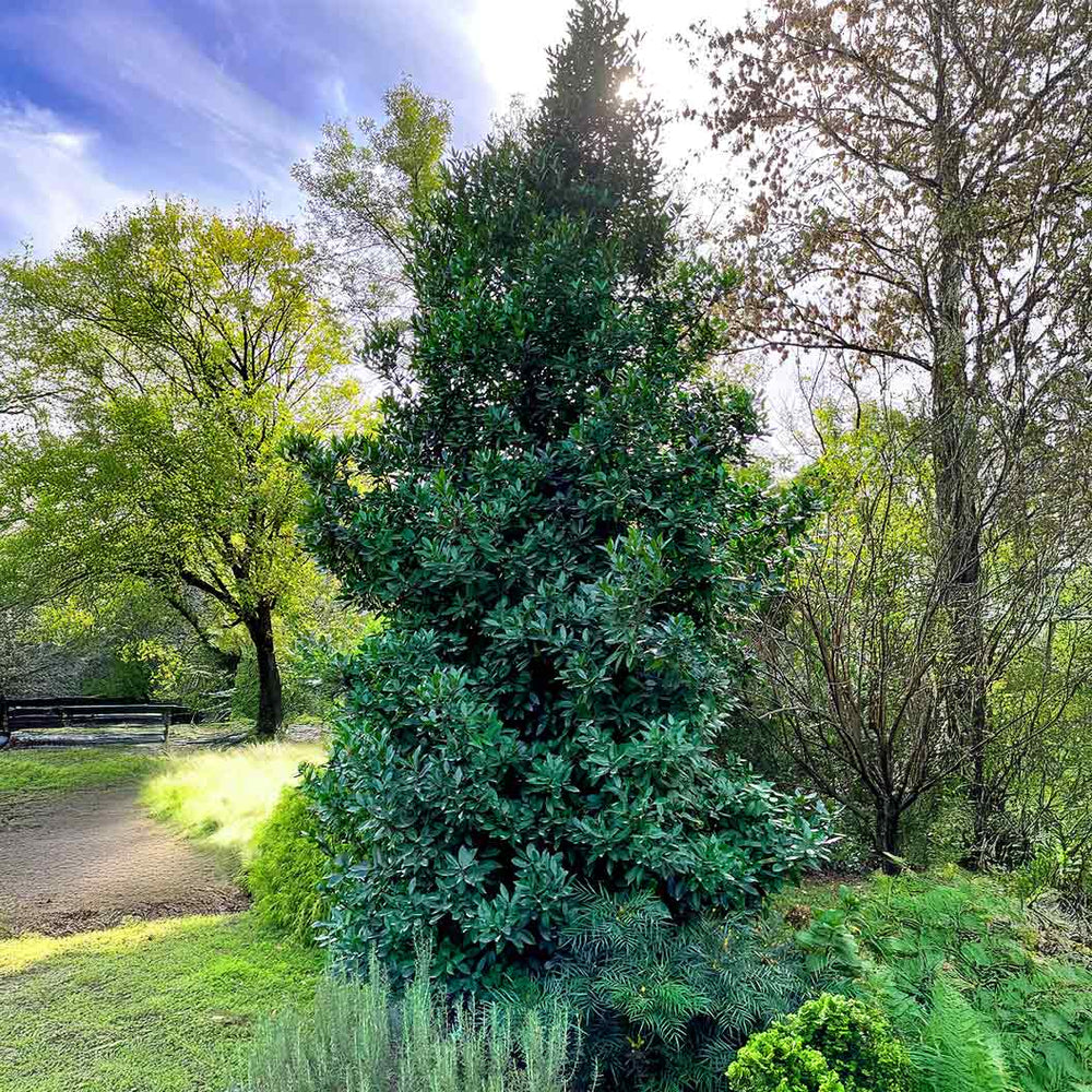 Screen Play Holly Shrub