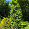 Screen Play Holly Shrub