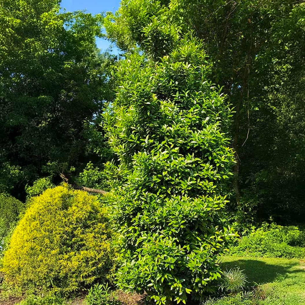 Screen Play Holly Shrub