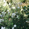 Bloomerang® Showmound™ Lilac Bush