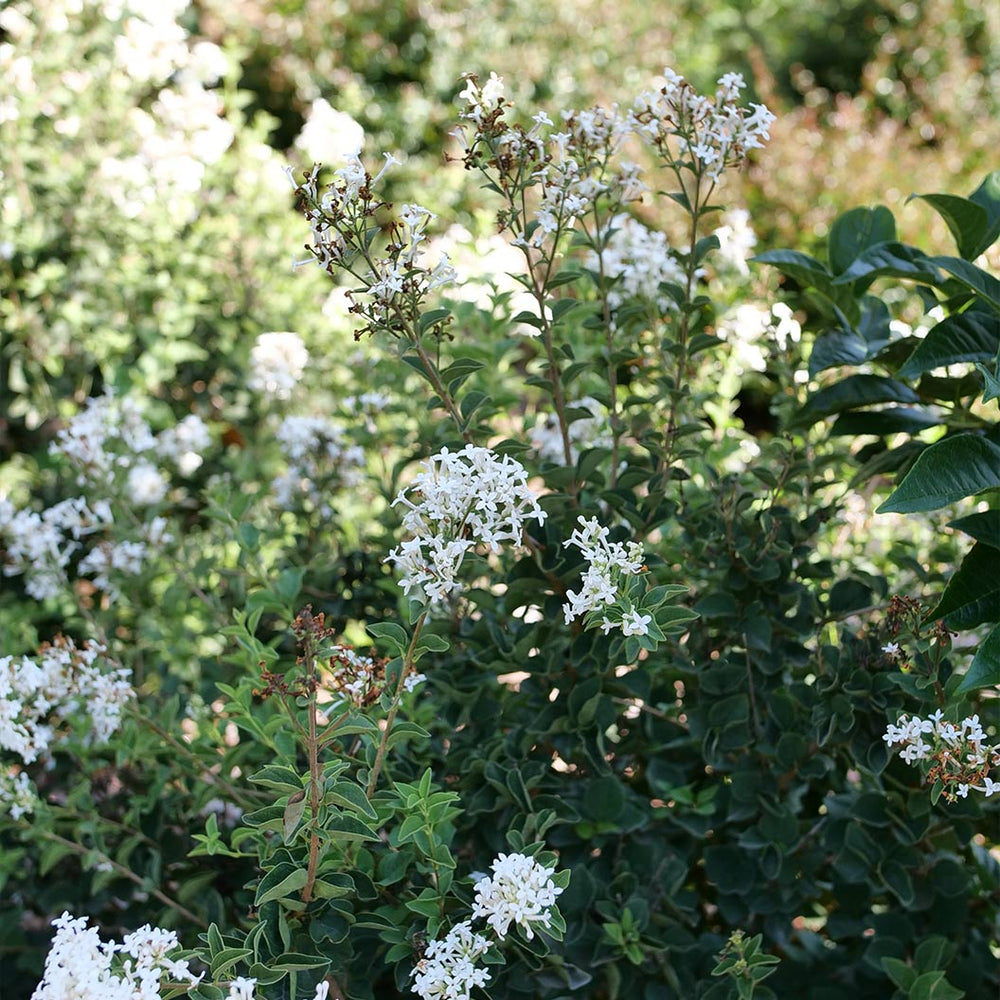 Bloomerang® Showmound™ Lilac Bush