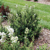 Bloomerang® Showmound™ Lilac Bush