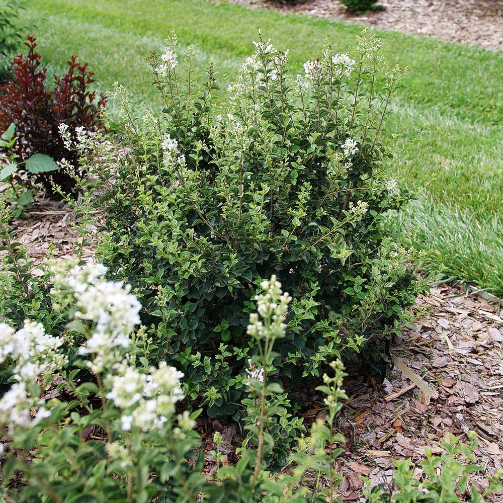 Bloomerang® Showmound™ Lilac Bush