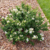 Bloomerang® Showmound™ Lilac Bush