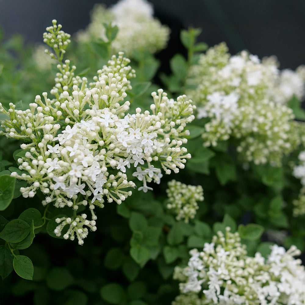 Bloomerang® Showmound™ Lilac Bush