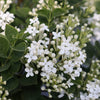 Bloomerang® Showmound™ Lilac Bush