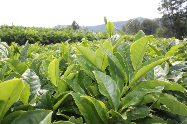 Tea Plants: Cold Hardy and Easy to Grow