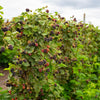 Thornless Blackberry Bush