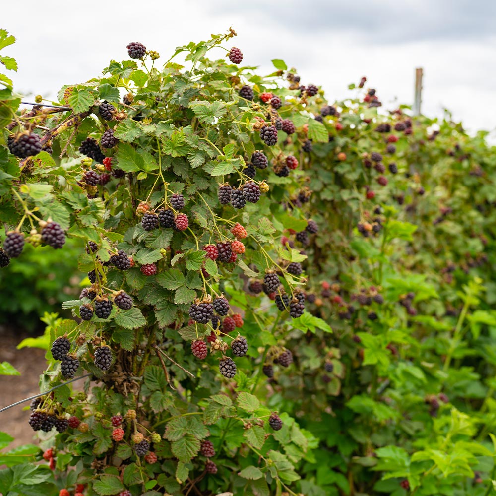 Thornless Blackberry Bush