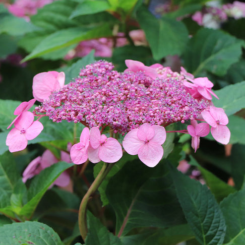 Endless Summer® Twist-n-Shout® Hydrangea Shrub