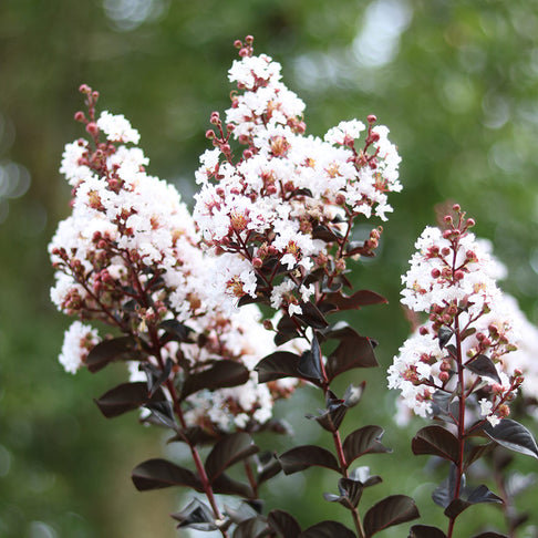 Thunderstruck™ White Flash™ Crape Myrtle Tree