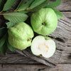 Tropical White Guava Tree