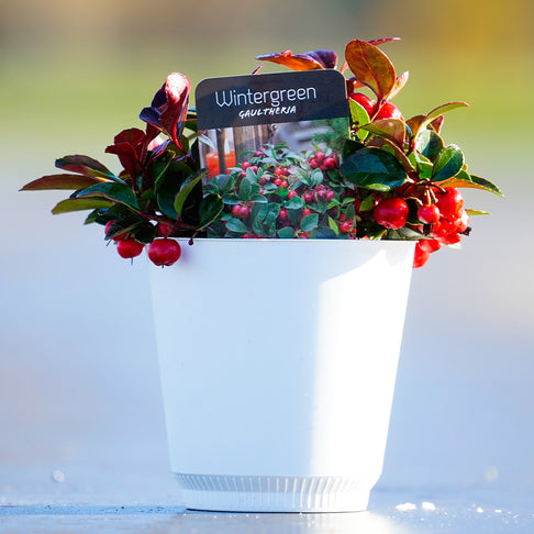 Tabletop American Wintergreen in White Pot