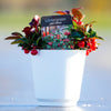 Tabletop American Wintergreen in White Pot