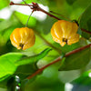 Star Cherry Tree