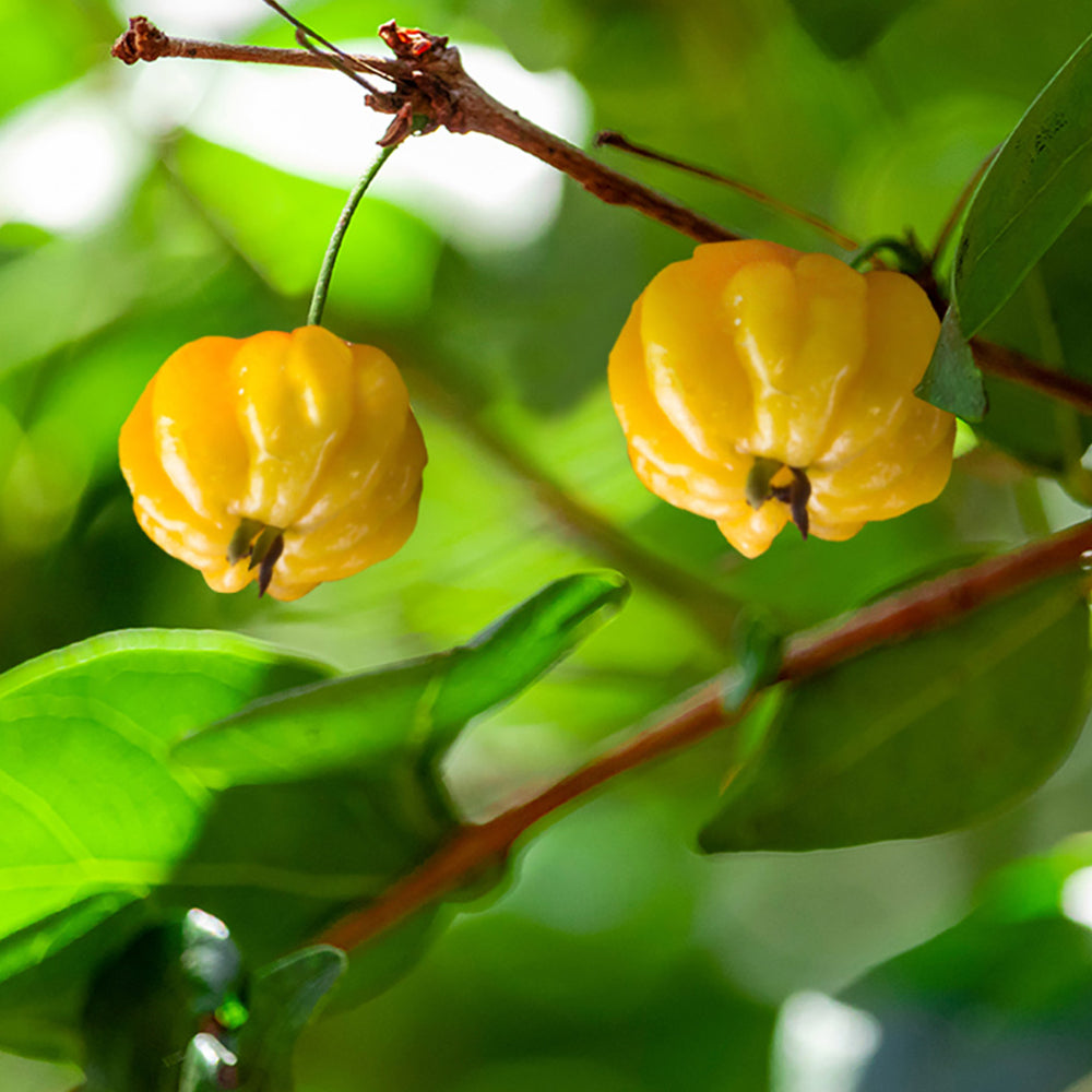 Star Cherry Tree