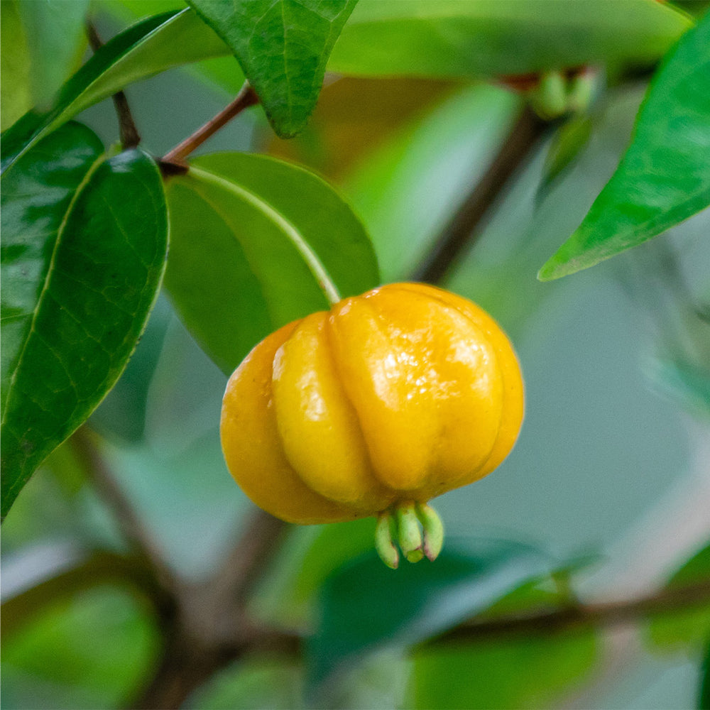 Star Cherry Tree