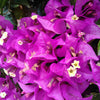 Alexandra Bougainvillea