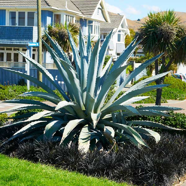 Blue American Agave Plant