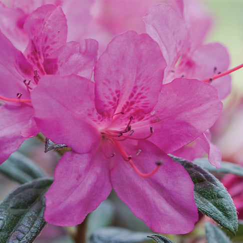 Autumn Amethyst® Encore® Azalea Shrub