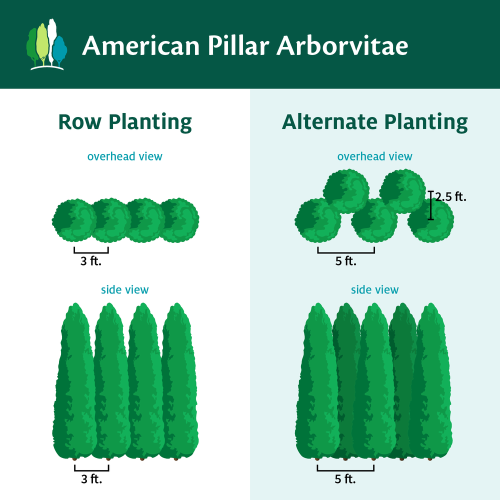 Full Speed A Hedge® American Pillar Arborvitae