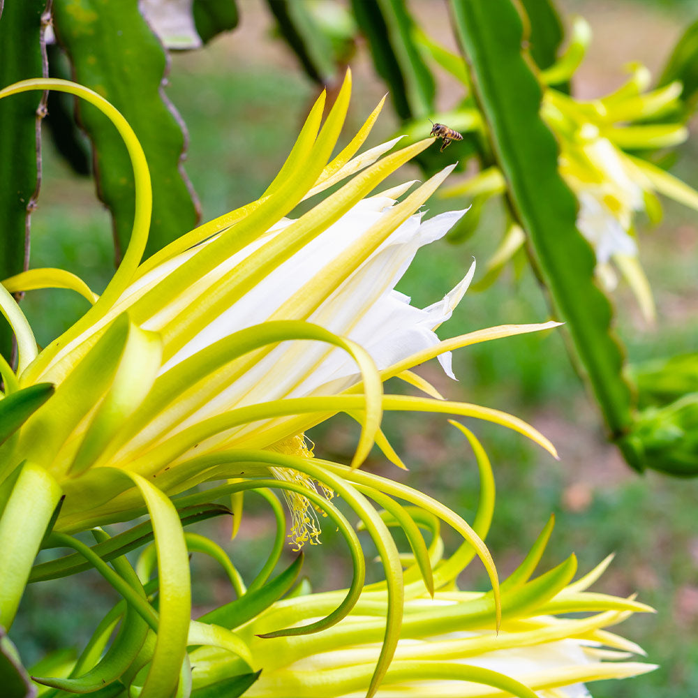 American Beauty Dragon Fruit Plant