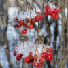 American Cranberry